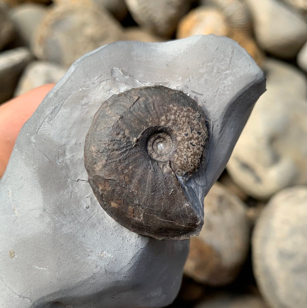 Oxynoticeras ammonite shell fossil - Whitby, North Yorkshire ...