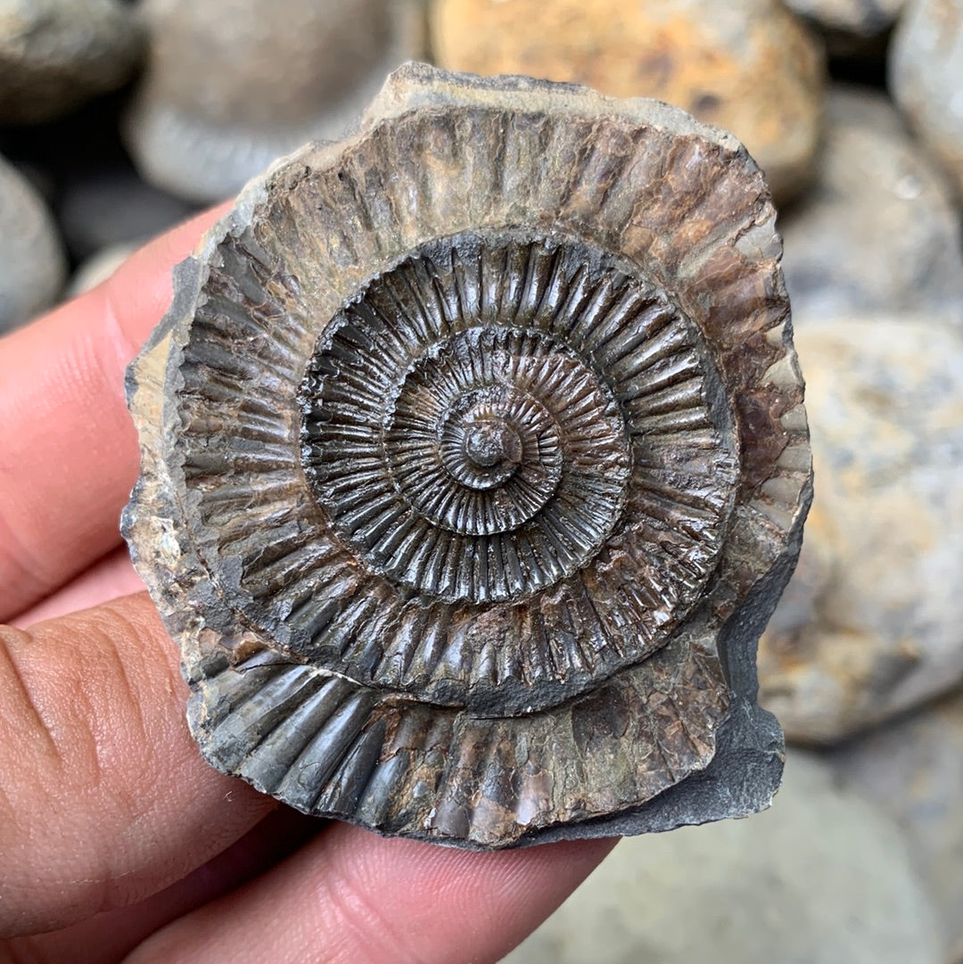 Dactylioceras (split pair) ammonite fossil - Whitby, North Yorkshire Jurassic Coast