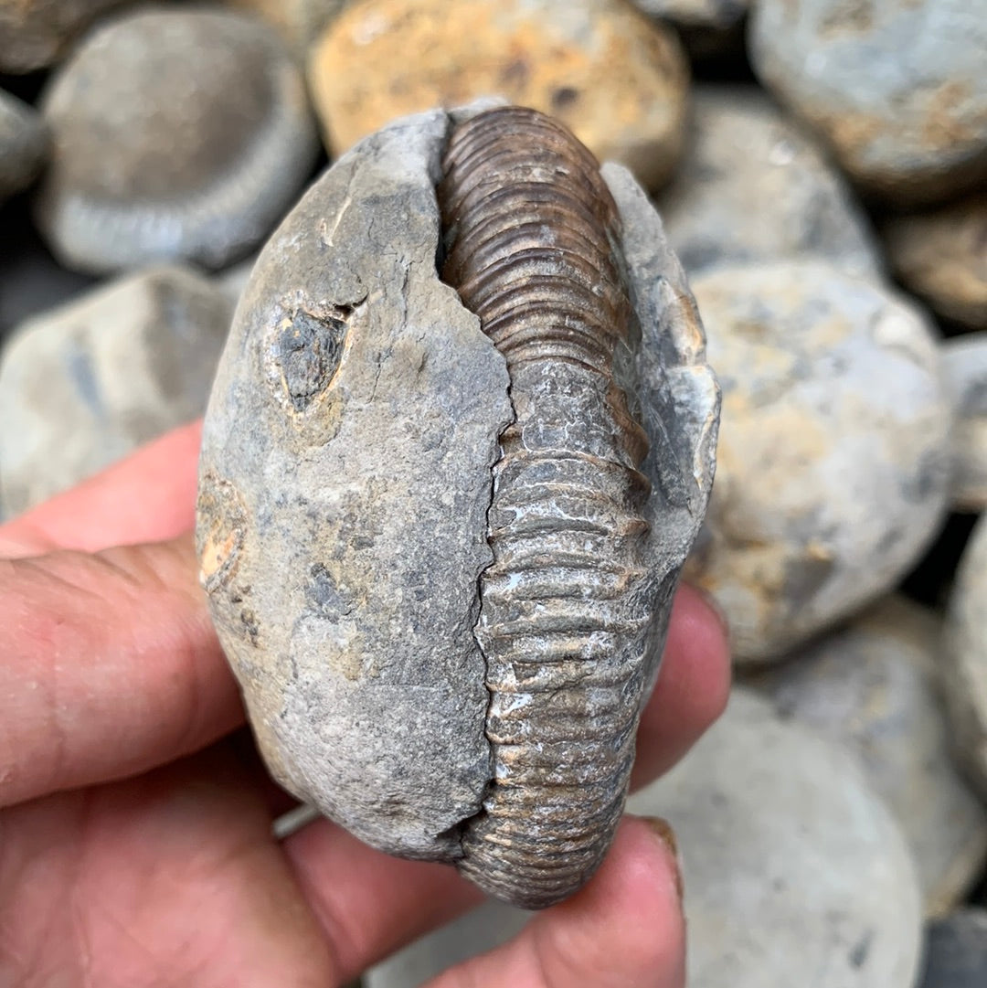 Dactylioceras (split pair) ammonite fossil - Whitby, North Yorkshire Jurassic Coast