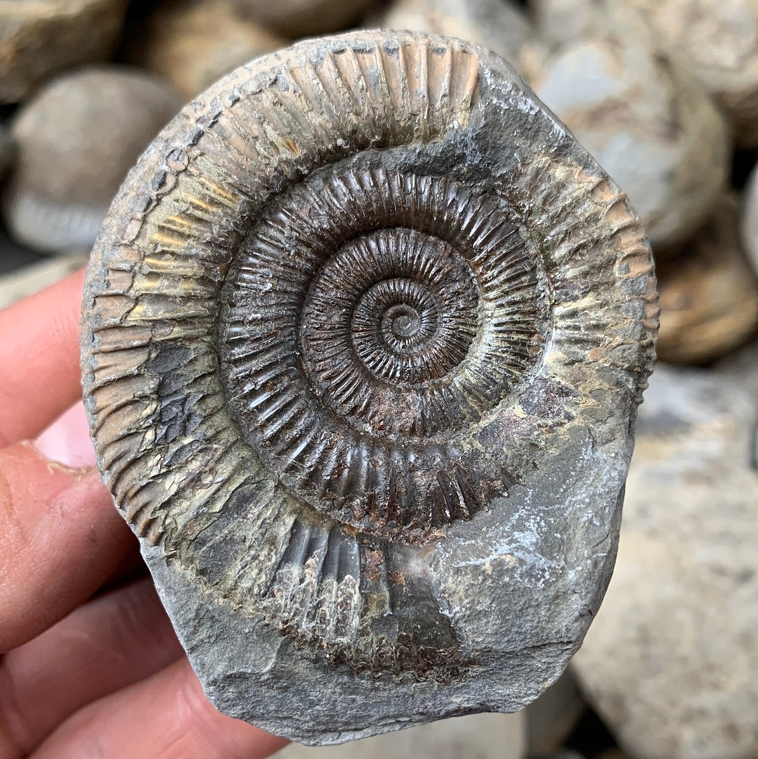 Dactylioceras (split pair) ammonite fossil - Whitby, North Yorkshire Jurassic Coast