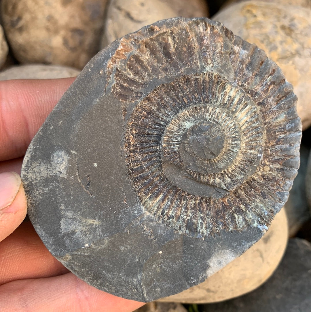 Dactylioceras (split pair) ammonite fossil - Whitby, North Yorkshire Jurassic Coast