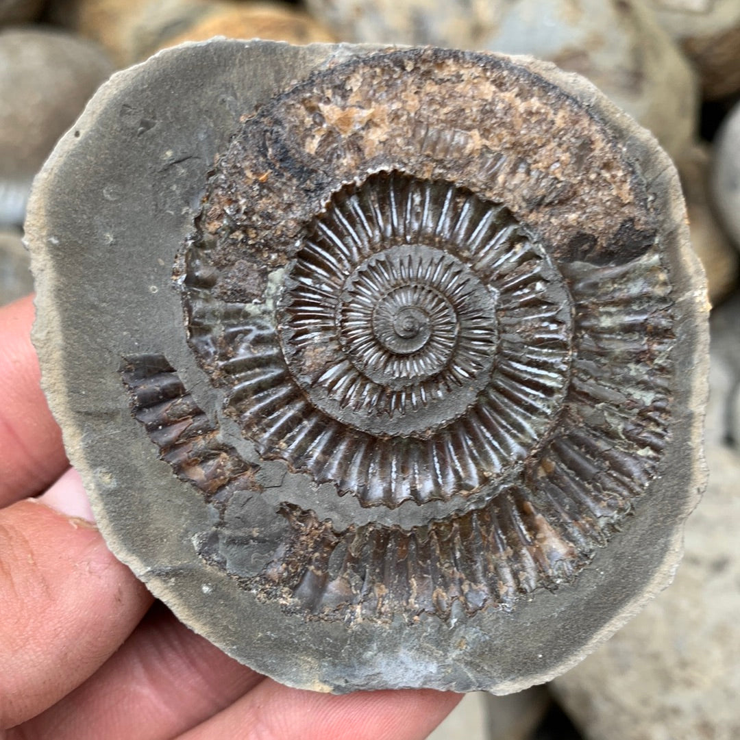 Dactylioceras (split pair) ammonite fossil - Whitby, North Yorkshire Jurassic Coast