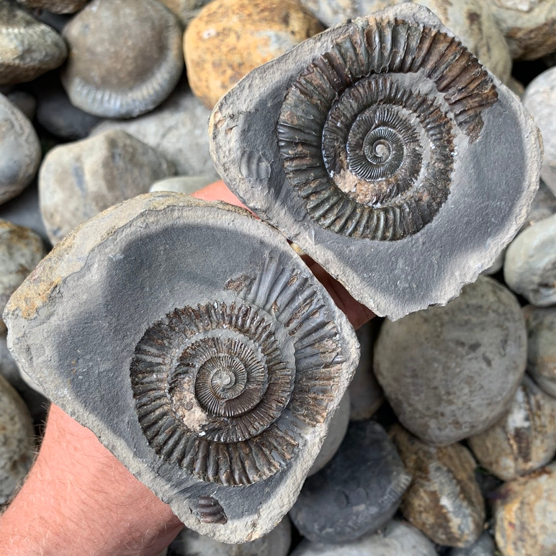 Dactylioceras (split pair) ammonite fossil - Whitby, North Yorkshire Jurassic Coast