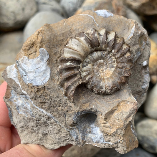 Androgynoceras Capricornus ammonite fossil - Whitby, North Yorkshire