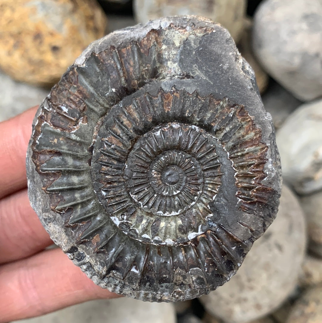 Dactylioceras (split pair) ammonite fossil - Whitby, North Yorkshire Jurassic Coast