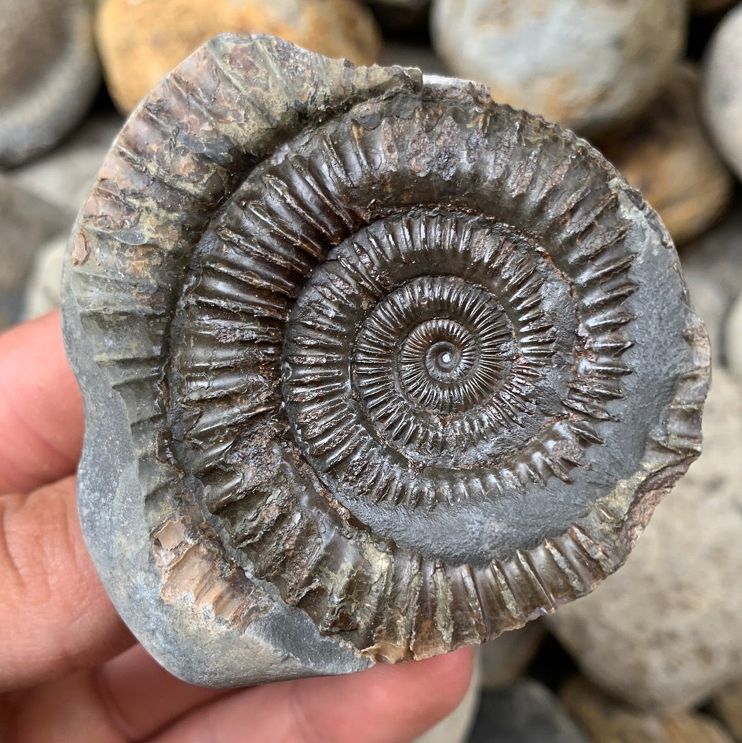 Dactylioceras (split pair) ammonite fossil - Whitby, North Yorkshire Jurassic Coast