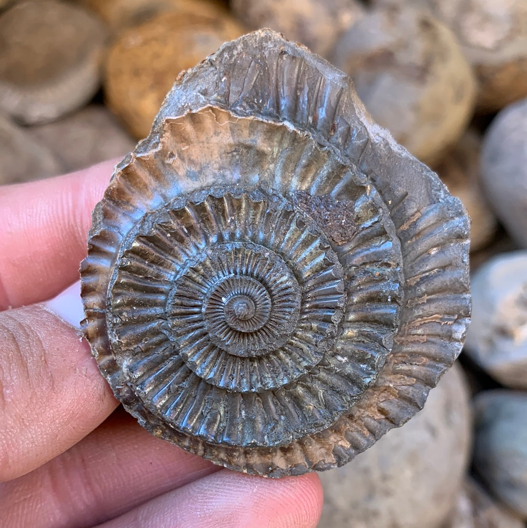 Dactylioceras (split pair) ammonite fossil - Whitby, North Yorkshire Jurassic Coast