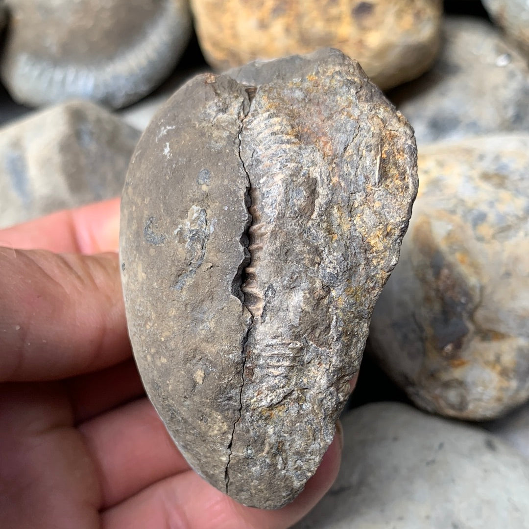 Dactylioceras (split pair) ammonite fossil - Whitby, North Yorkshire Jurassic Coast