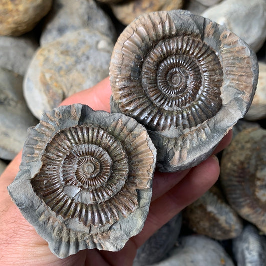 Dactylioceras (split pair) ammonite fossil - Whitby, North Yorkshire Jurassic Coast