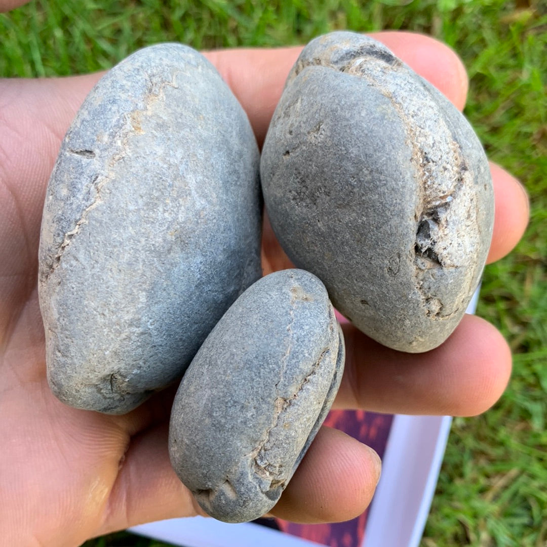 Yorkshire Ammonite Shell Fossil Bundle - Jurassic Coast Fossil Bundle Whitby, North Yorkshire