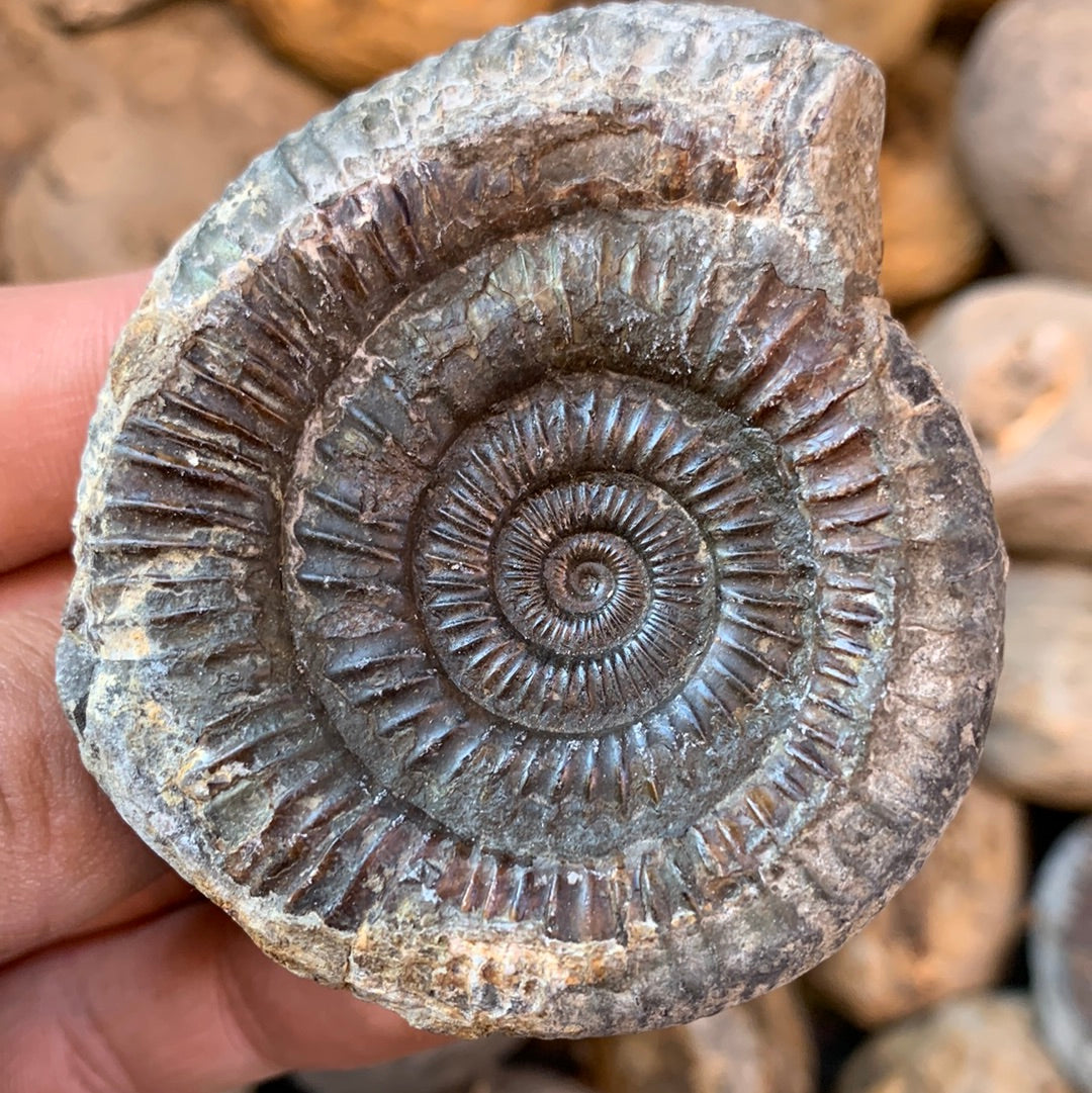 Dactylioceras (split pair) ammonite fossil - Whitby, North Yorkshire Jurassic Coast