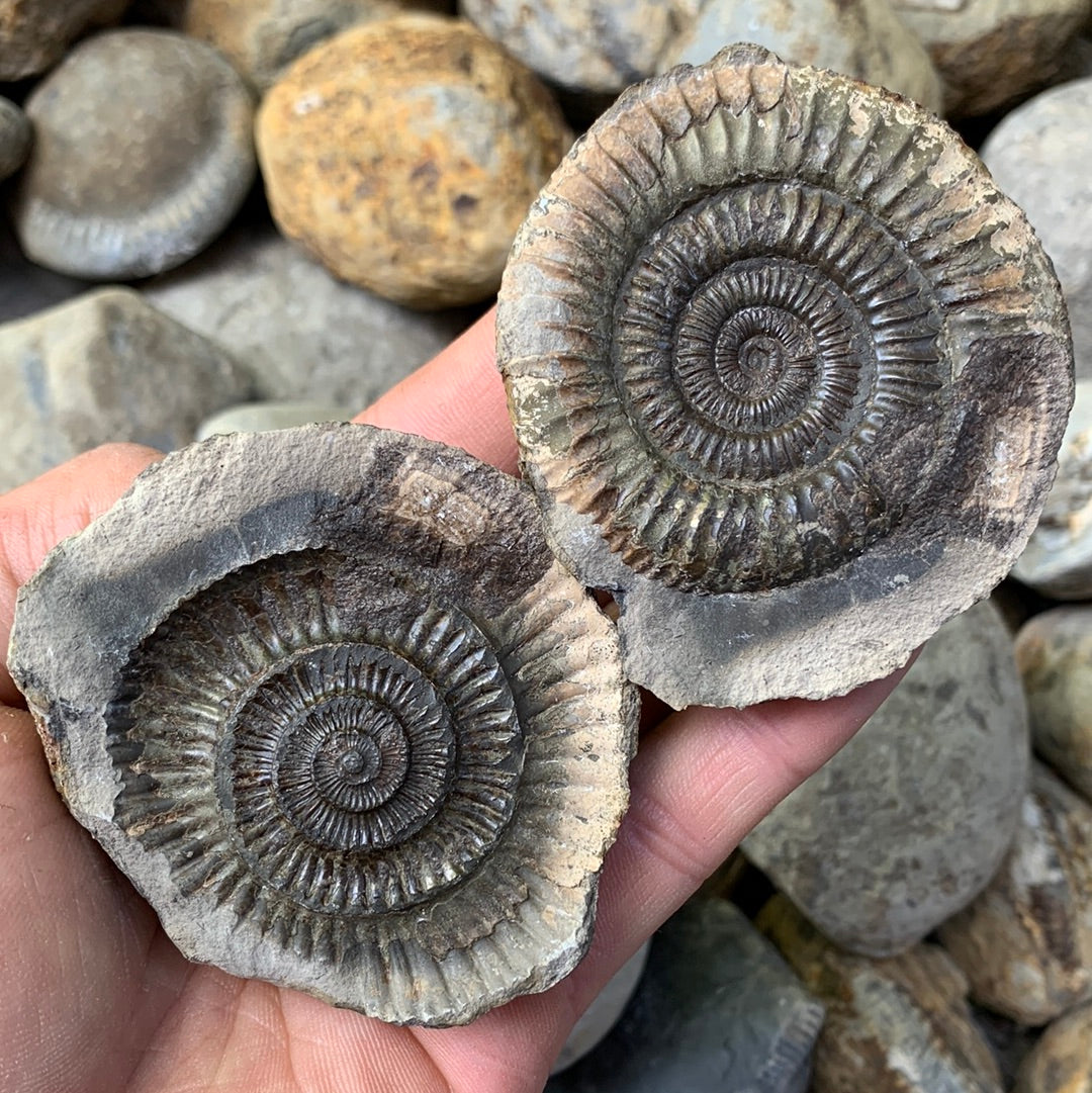 Dactylioceras (split pair) ammonite fossil - Whitby, North Yorkshire J ...