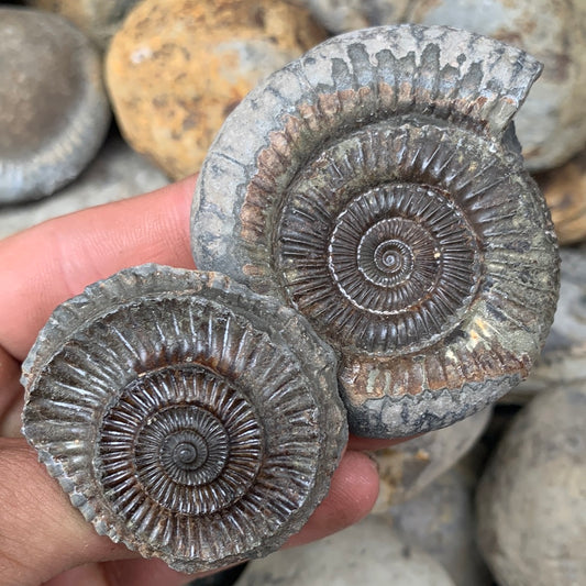 Dactylioceras (split pair) ammonite fossil - Whitby, North Yorkshire Jurassic Coast