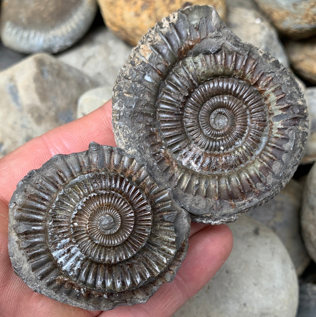 Dactylioceras (split pair) ammonite fossil - Whitby, North Yorkshire Jurassic Coast