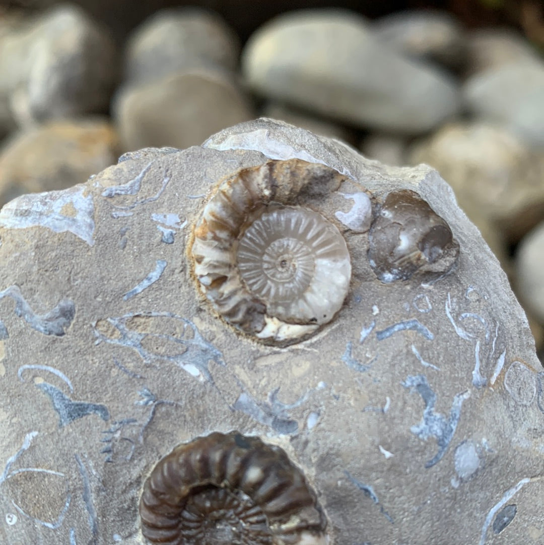 Androgynoceras capricornus ammonite fossil - Whitby, North Yorkshire