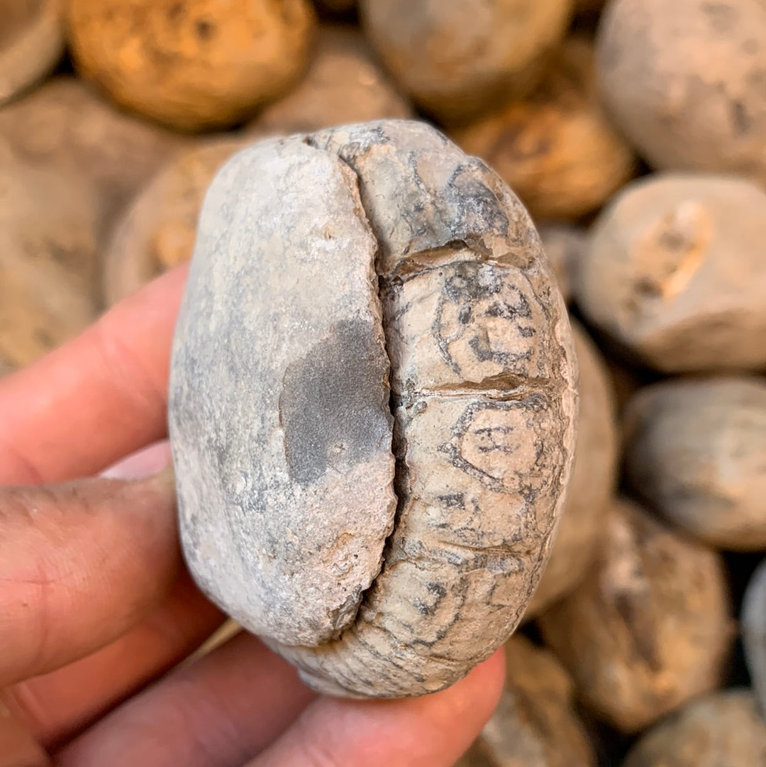 Dactylioceras (split pair) ammonite fossil - Whitby, North Yorkshire Jurassic Coast