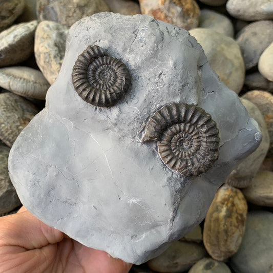 Gagaticeras ammonite shell fossil - Whitby, North Yorkshire