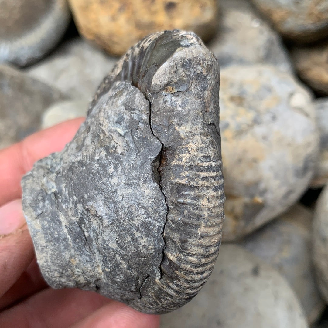 Dactylioceras (split pair) ammonite fossil - Whitby, North Yorkshire Jurassic Coast