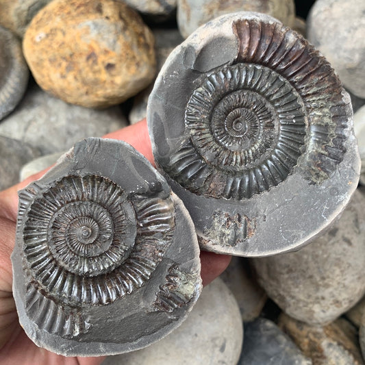 Dactylioceras (split pair) ammonite fossil - Whitby, North Yorkshire Jurassic Coast