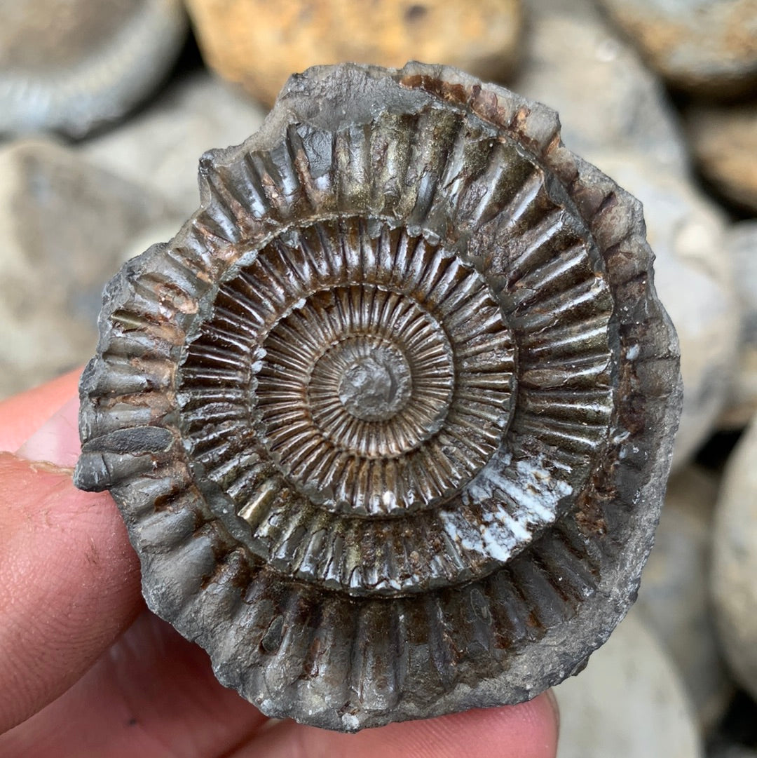 Dactylioceras (split pair) ammonite fossil - Whitby, North Yorkshire Jurassic Coast