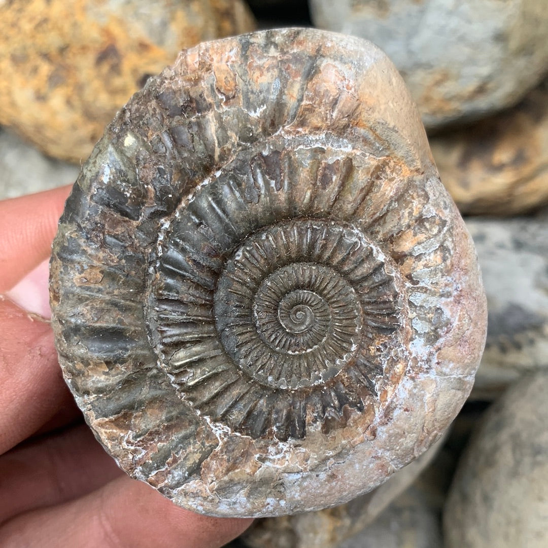 Dactylioceras (split pair) ammonite fossil - Whitby, North Yorkshire Jurassic Coast