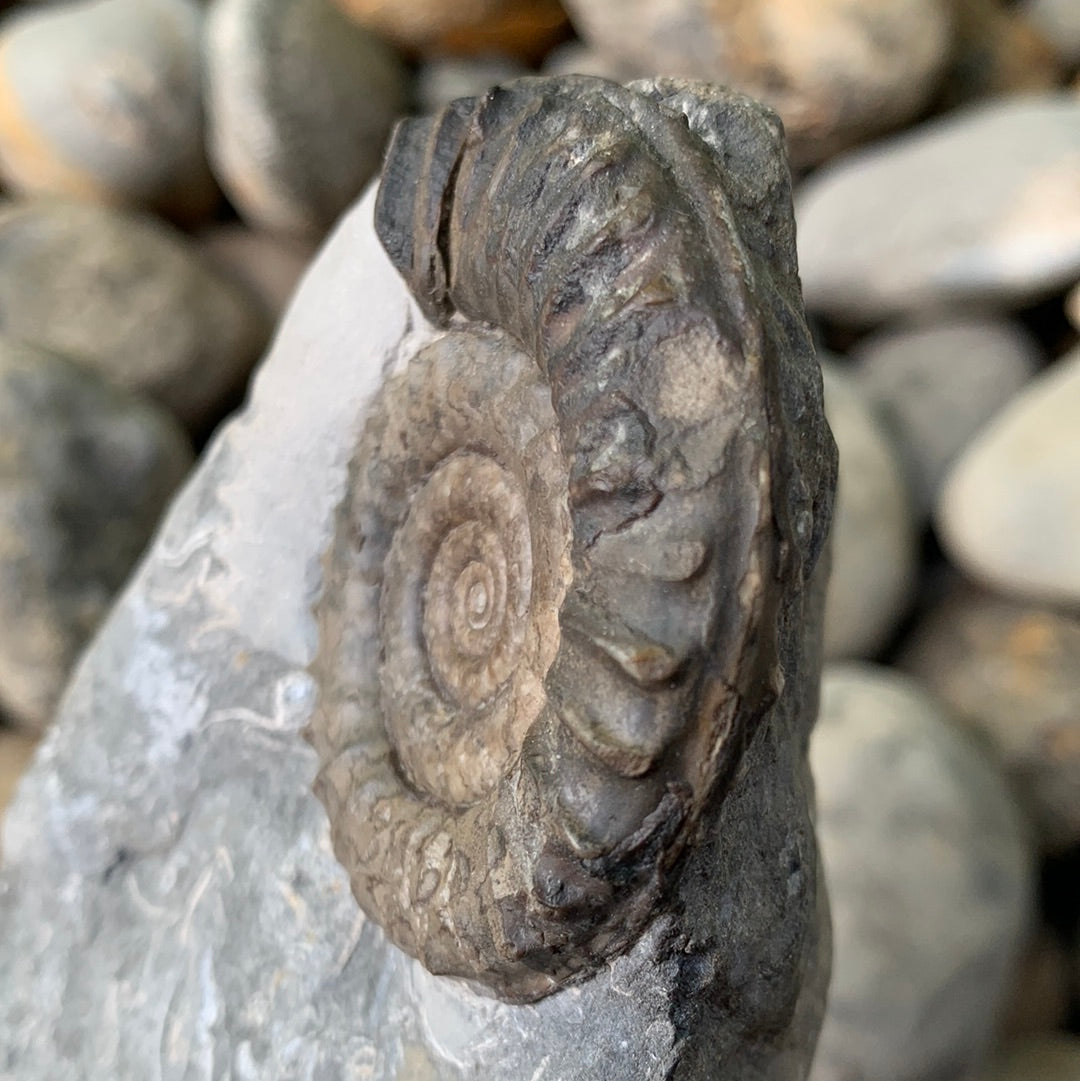 Arnioceras semicostatum ammonite shell fossil - Whitby, North Yorkshir ...