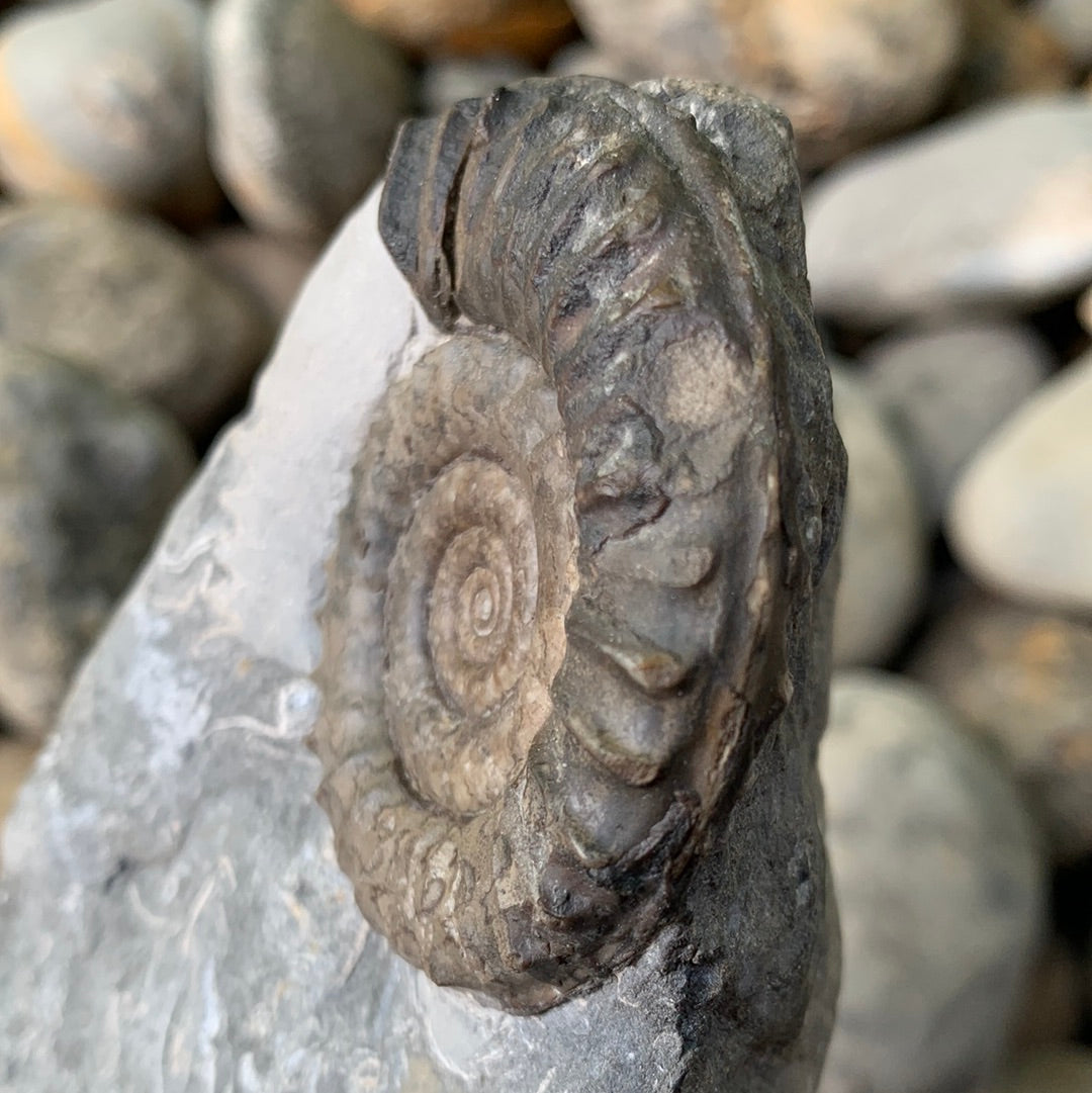 Arnioceras semicostatum ammonite shell fossil - Whitby, North Yorkshire
