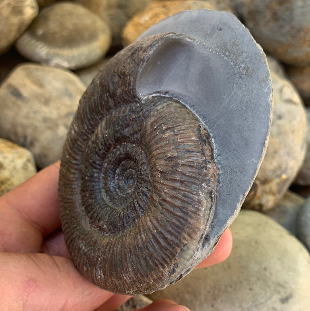 Dactylioceras semicelatum ammonite fossil - Whitby, North Yorkshire Jurassic Coast