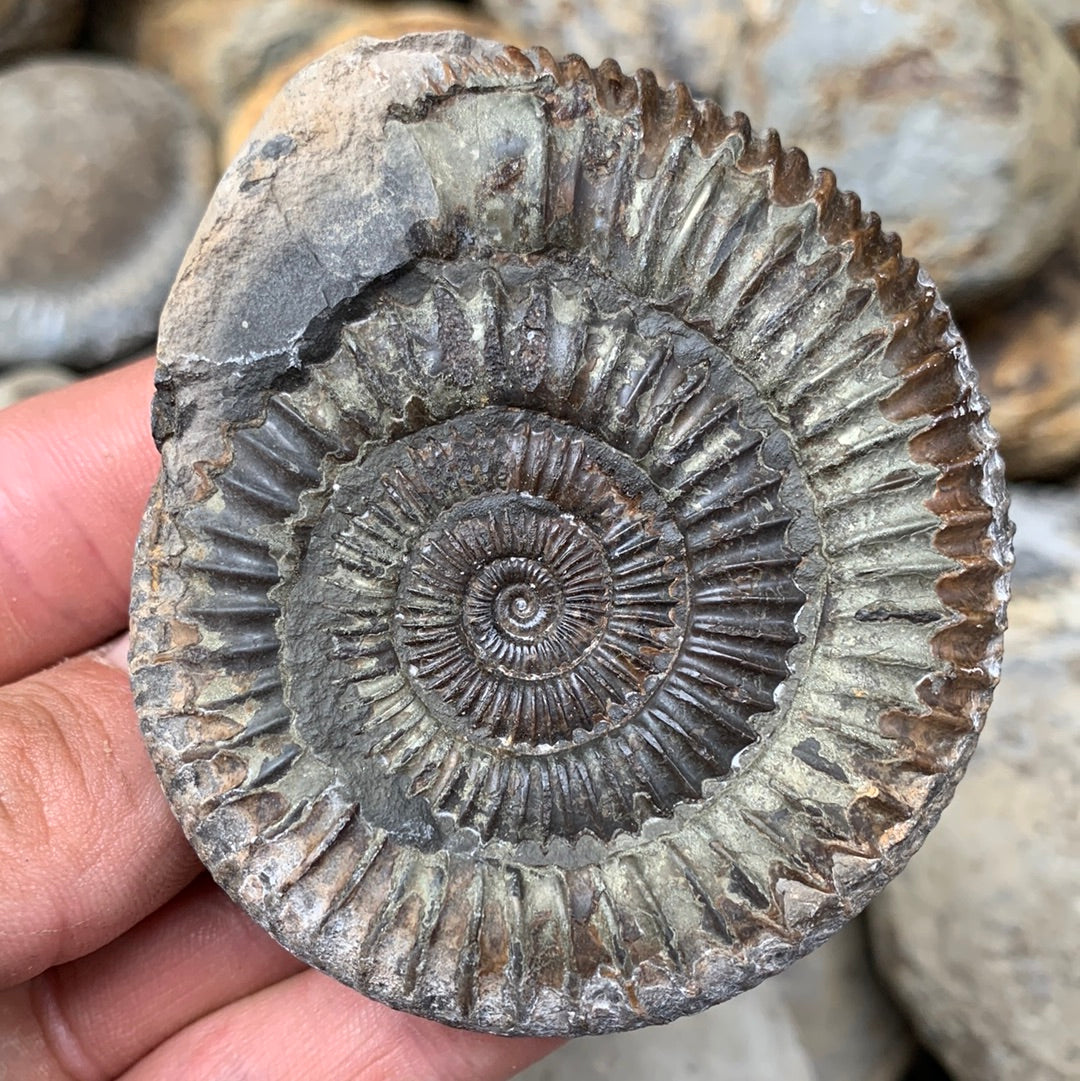 Dactylioceras (split pair) ammonite fossil - Whitby, North Yorkshire Jurassic Coast