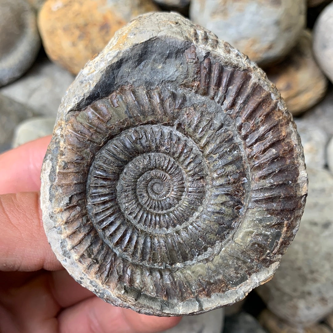 Dactylioceras (split pair) ammonite fossil - Whitby, North Yorkshire Jurassic Coast