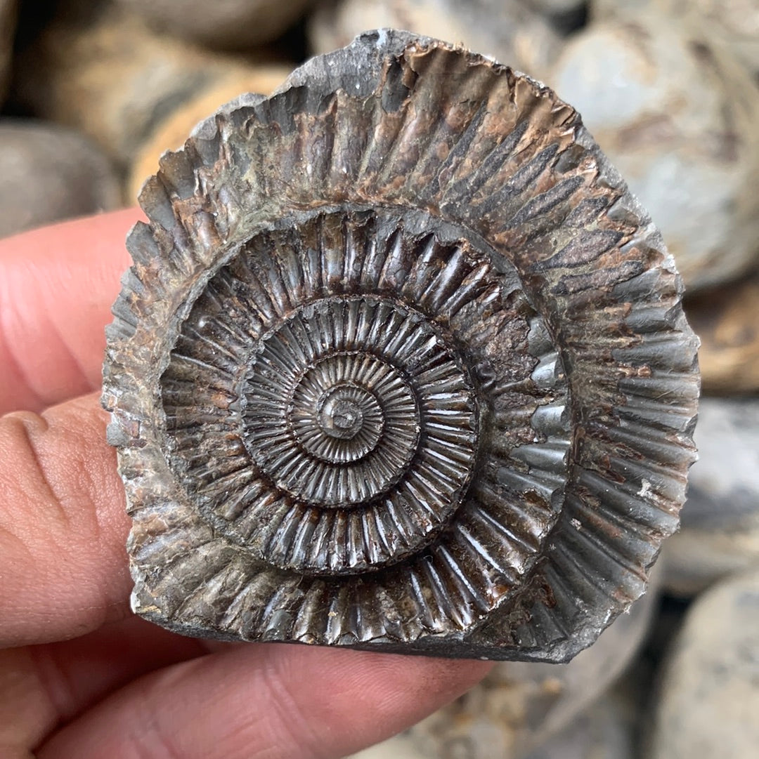 Dactylioceras (split pair) ammonite fossil - Whitby, North Yorkshire Jurassic Coast