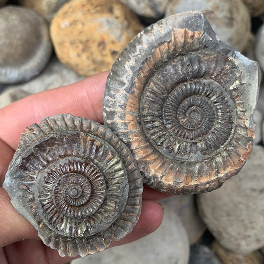 Dactylioceras (split pair) ammonite fossil - Whitby, North Yorkshire Jurassic Coast