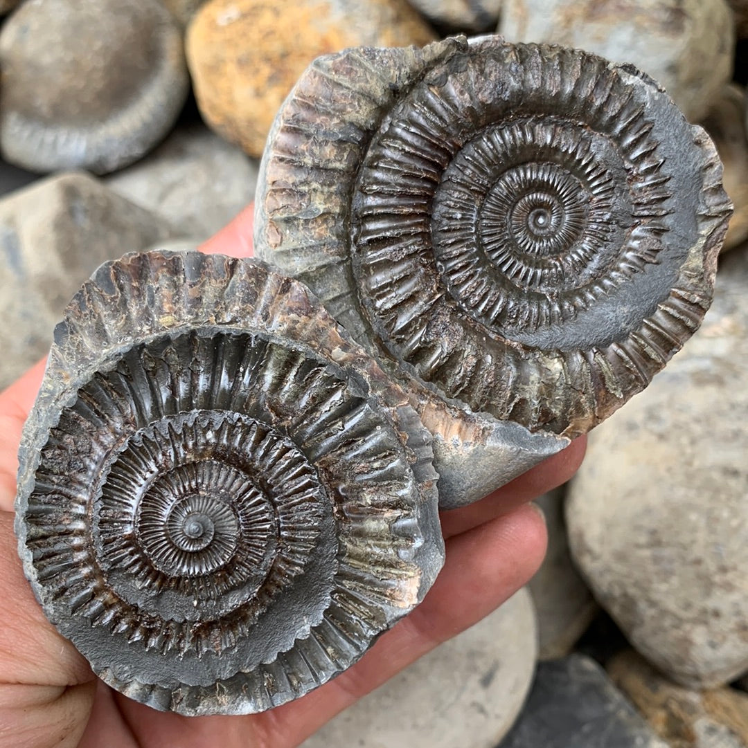 Dactylioceras (split pair) ammonite fossil - Whitby, North Yorkshire Jurassic Coast