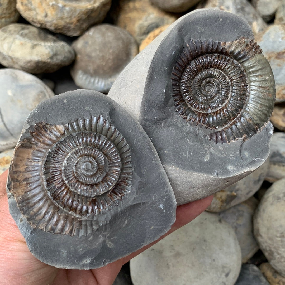 Dactylioceras (split pair) ammonite fossil - Whitby, North Yorkshire Jurassic Coast