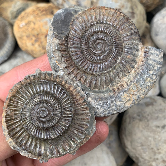 Dactylioceras (split pair) ammonite fossil - Whitby, North Yorkshire Jurassic Coast