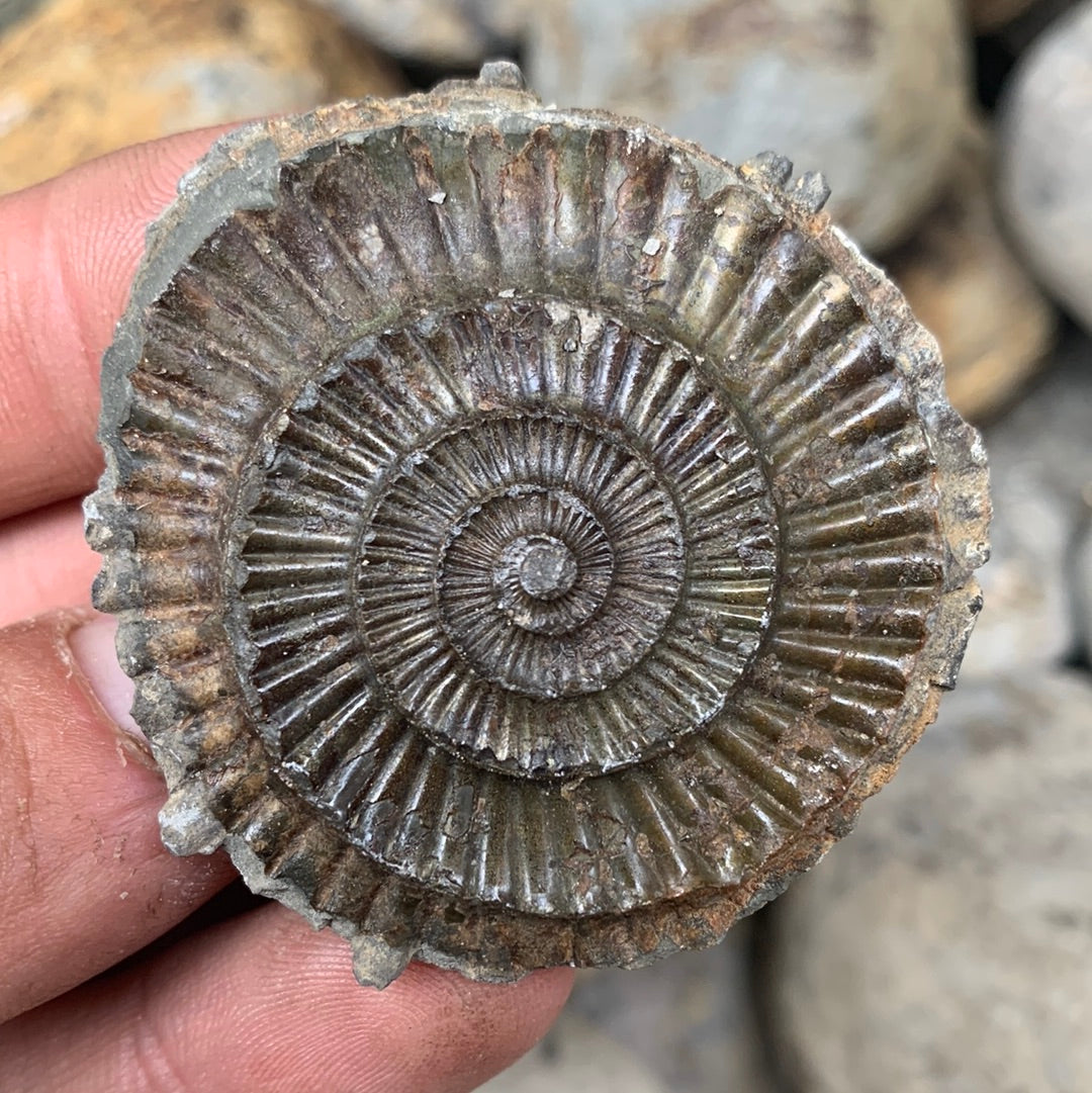 Dactylioceras (split pair) ammonite fossil - Whitby, North Yorkshire Jurassic Coast