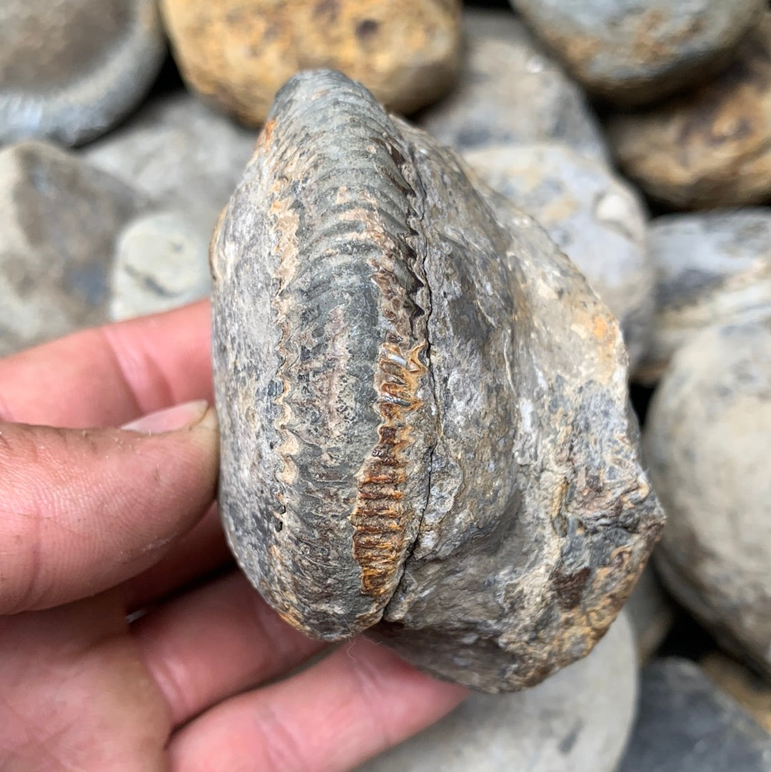 Dactylioceras (split pair) ammonite fossil - Whitby, North Yorkshire Jurassic Coast