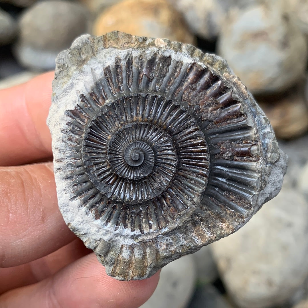 Dactylioceras (split pair) ammonite fossil - Whitby, North Yorkshire Jurassic Coast