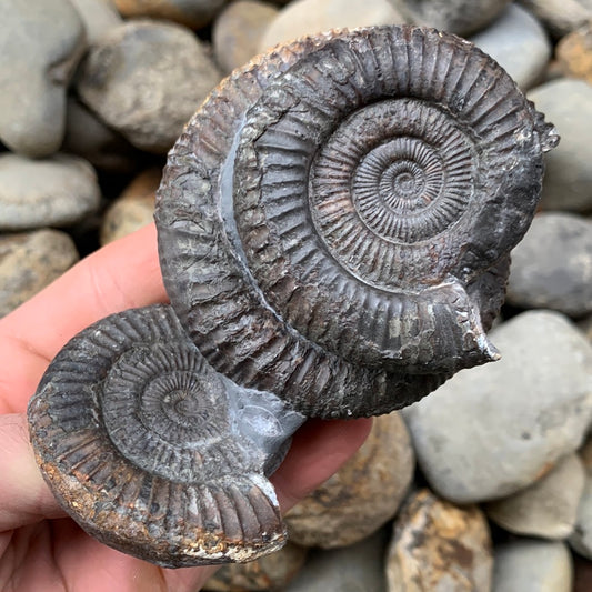 Dactylioceras Multi ammonite fossil - Whitby, North Yorkshire Jurassic Coast Yorkshire Fossils