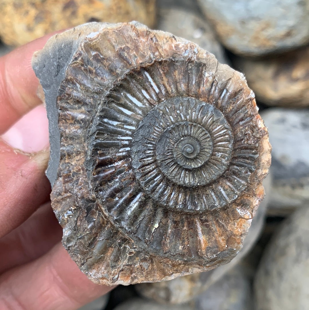 Dactylioceras (split pair) ammonite fossil - Whitby, North Yorkshire Jurassic Coast