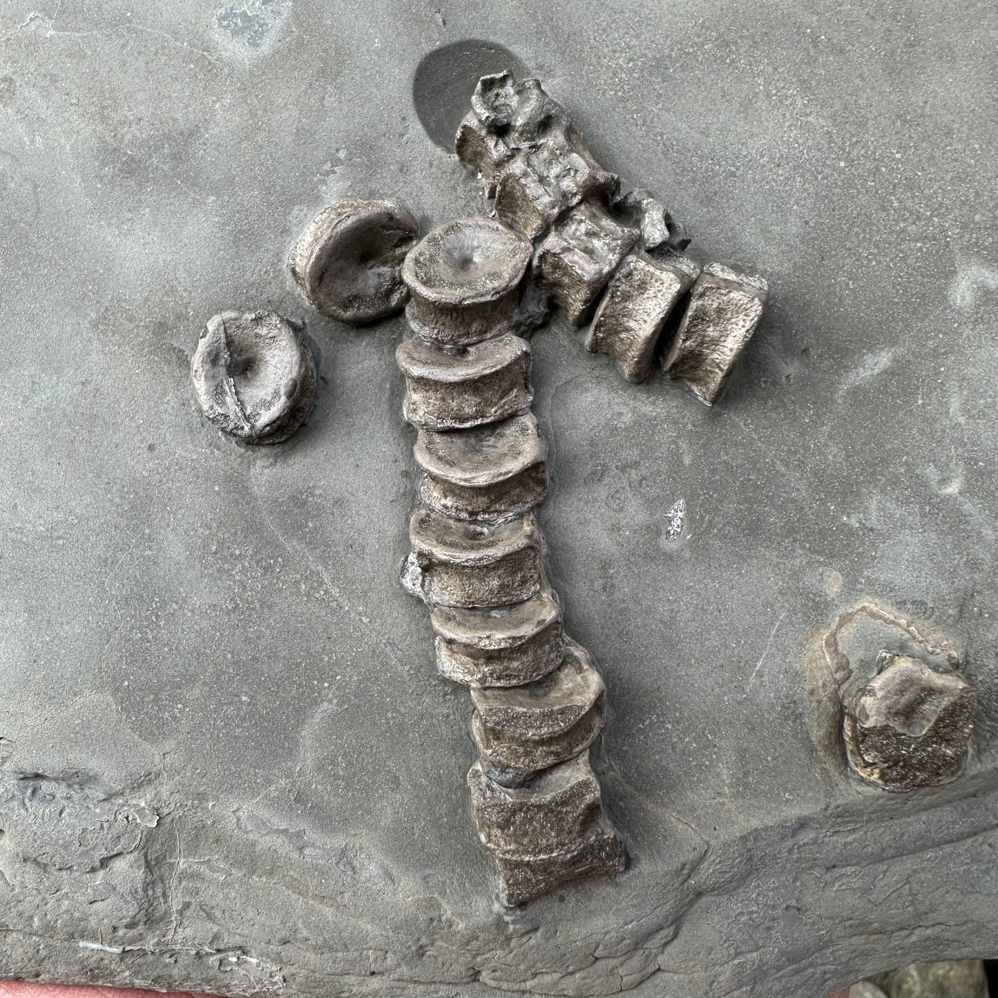 Ichthyosaur Vertebra fossil - Whitby, North Yorkshire Jurassic Coast, Yorkshire fossils