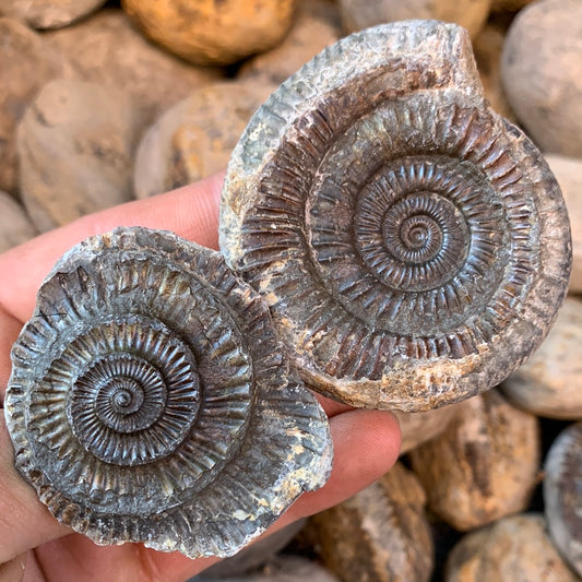 Dactylioceras (split pair) ammonite fossil - Whitby, North Yorkshire Jurassic Coast