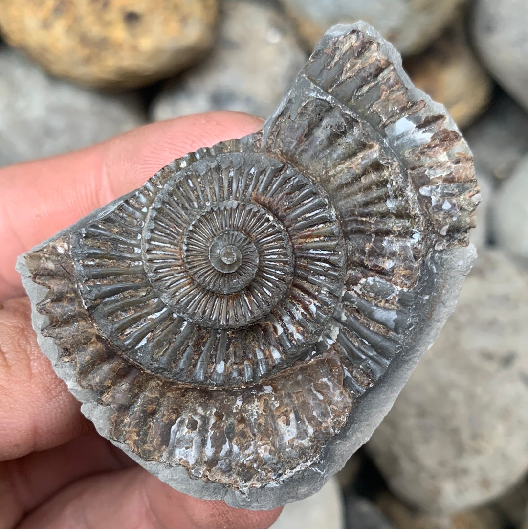 Dactylioceras (split pair) ammonite fossil - Whitby, North Yorkshire Jurassic Coast