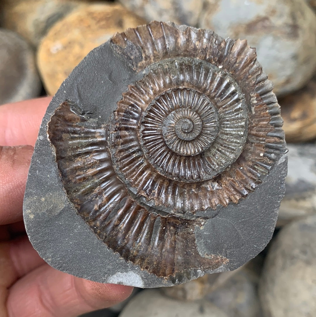 Dactylioceras (split pair) ammonite fossil - Whitby, North Yorkshire Jurassic Coast