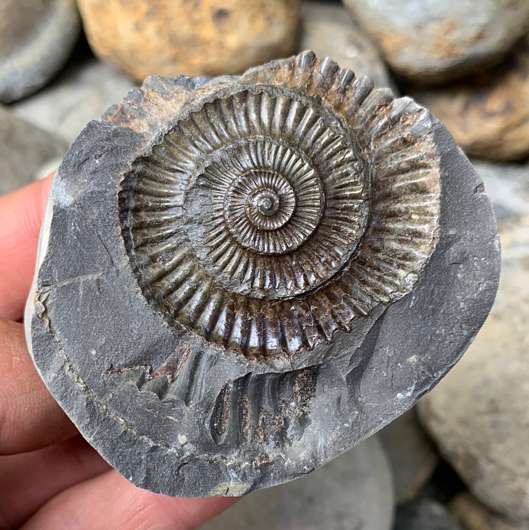 Dactylioceras (split pair) ammonite fossil - Whitby, North Yorkshire Jurassic Coast