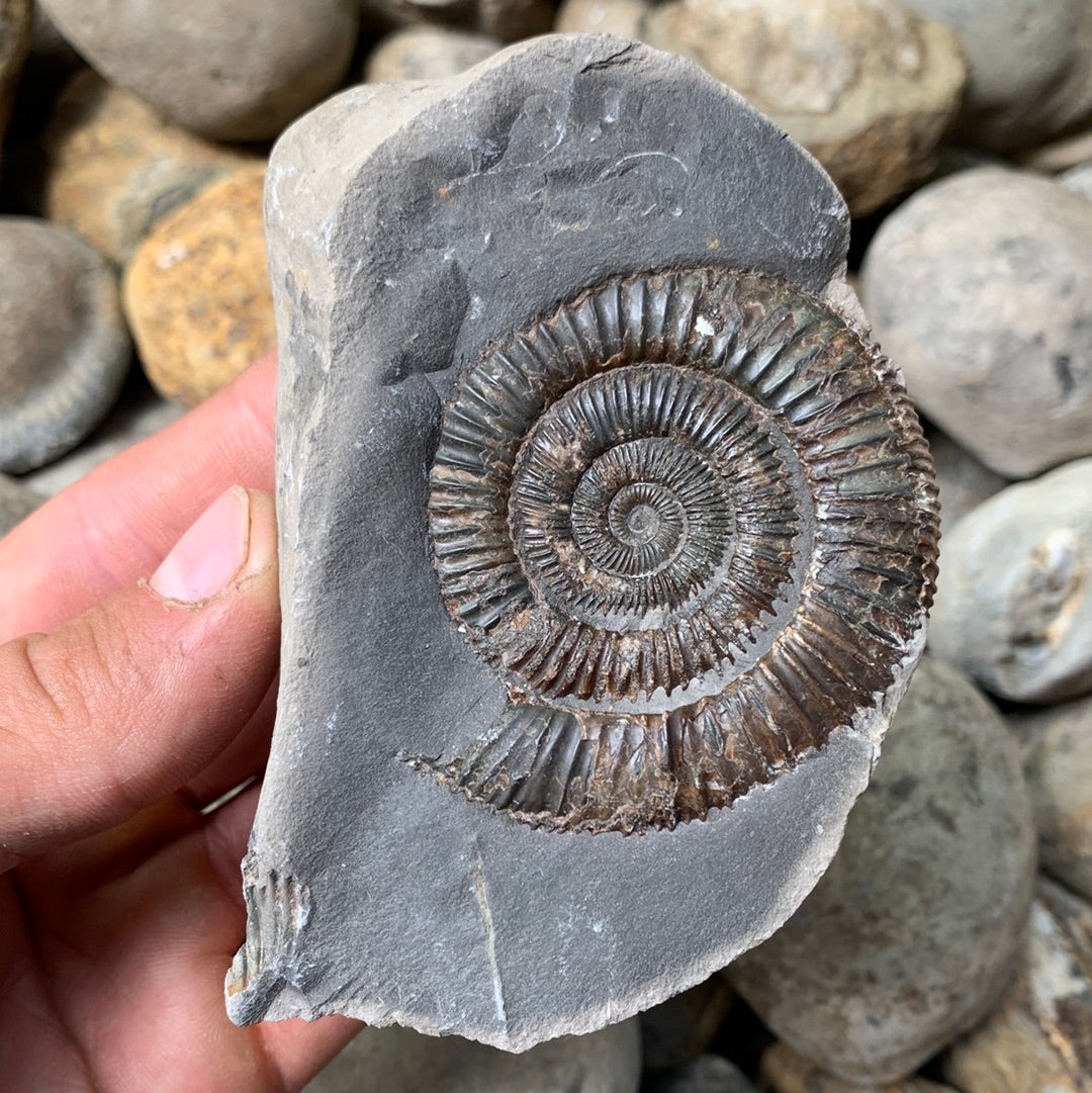 Dactylioceras (split pair) ammonite fossil - Whitby, North Yorkshire Jurassic Coast