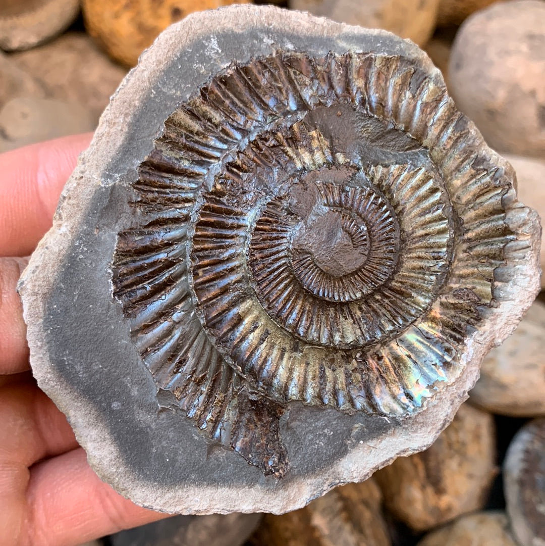 Dactylioceras (split pair) ammonite fossil - Whitby, North Yorkshire Jurassic Coast