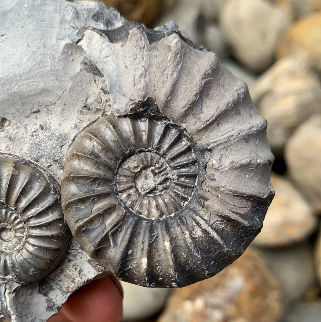 Aegasteroceras sagittarium ammonite fossil double - Whitby, North Yorkshire