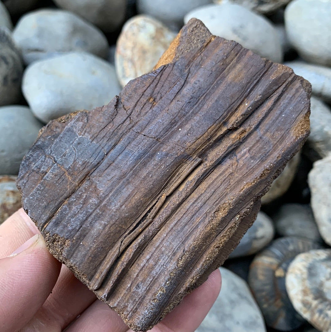 Fossil Wood - Whitby, North Yorkshire Jurassic Coast, Yorkshire Fossil ...