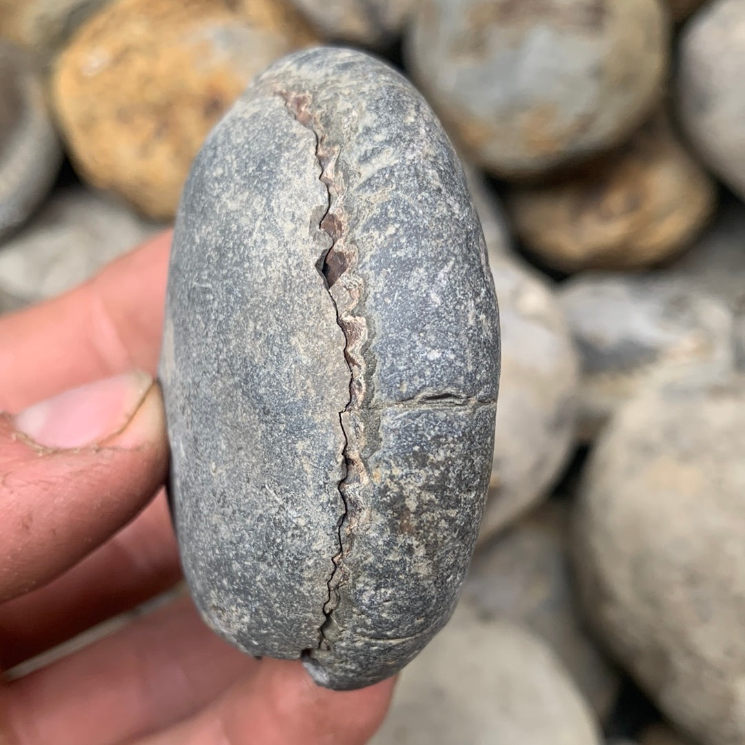 Dactylioceras (split pair) ammonite fossil - Whitby, North Yorkshire Jurassic Coast